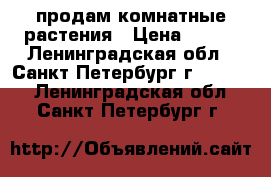 продам комнатные растения › Цена ­ 200 - Ленинградская обл., Санкт-Петербург г.  »    . Ленинградская обл.,Санкт-Петербург г.